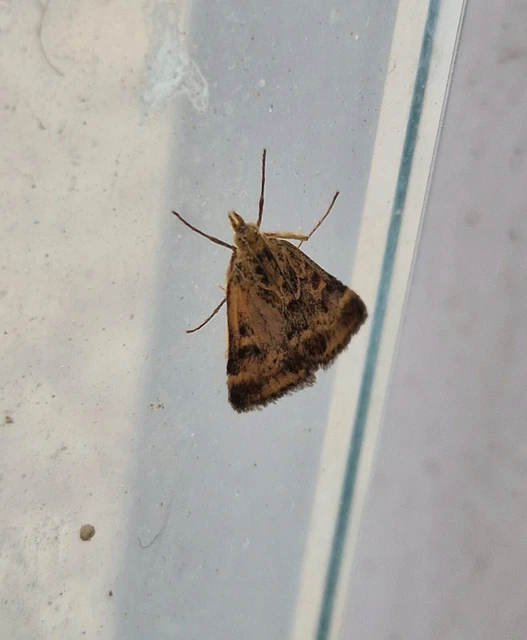 Pyrausta despicata - réti bíbormoly