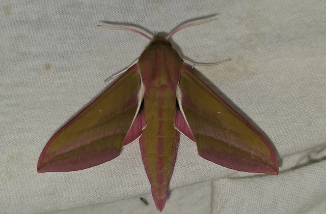 Deilephila elpenor - szőlőszender