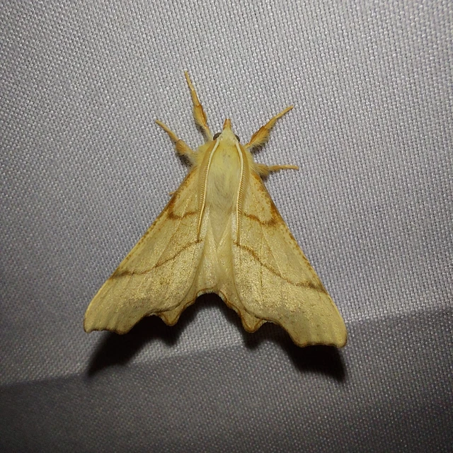Ennomos erosaria - hársfa-levélaraszoló