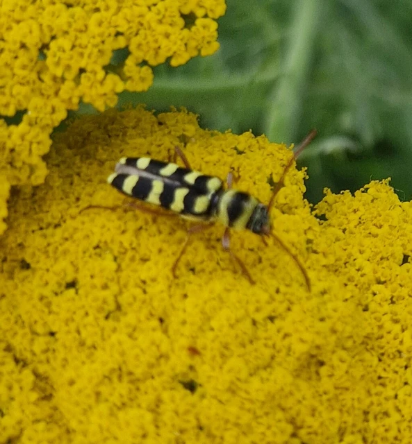 Echinocerus floralis - lucerna-darázscincér