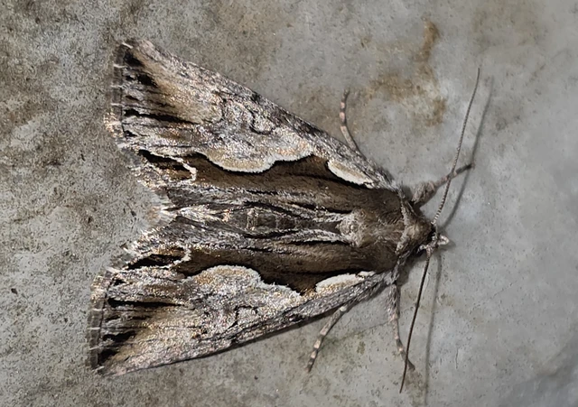 Calliergis ramosa - lonc-apróbagoly