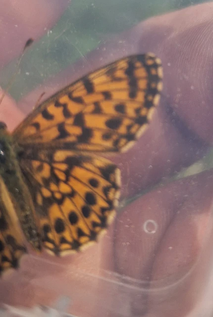 Boloria dia - kis gyöngyházlepke