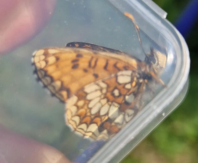 Melitaea athalia - közönséges tarkalepke