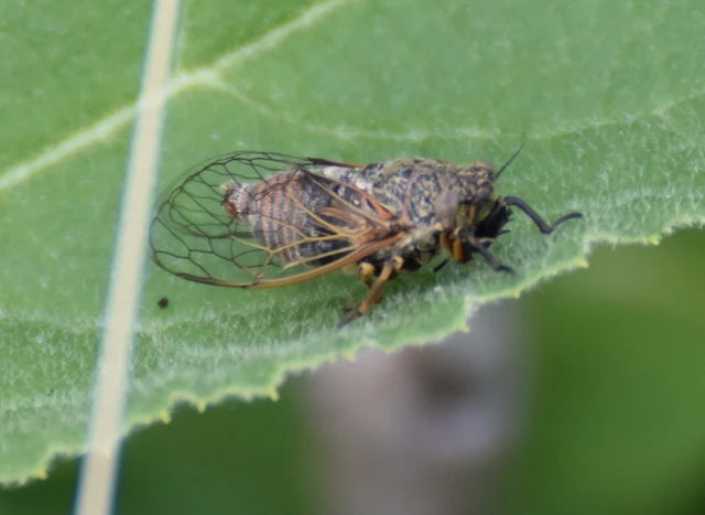 Cicadivetta tibialis
