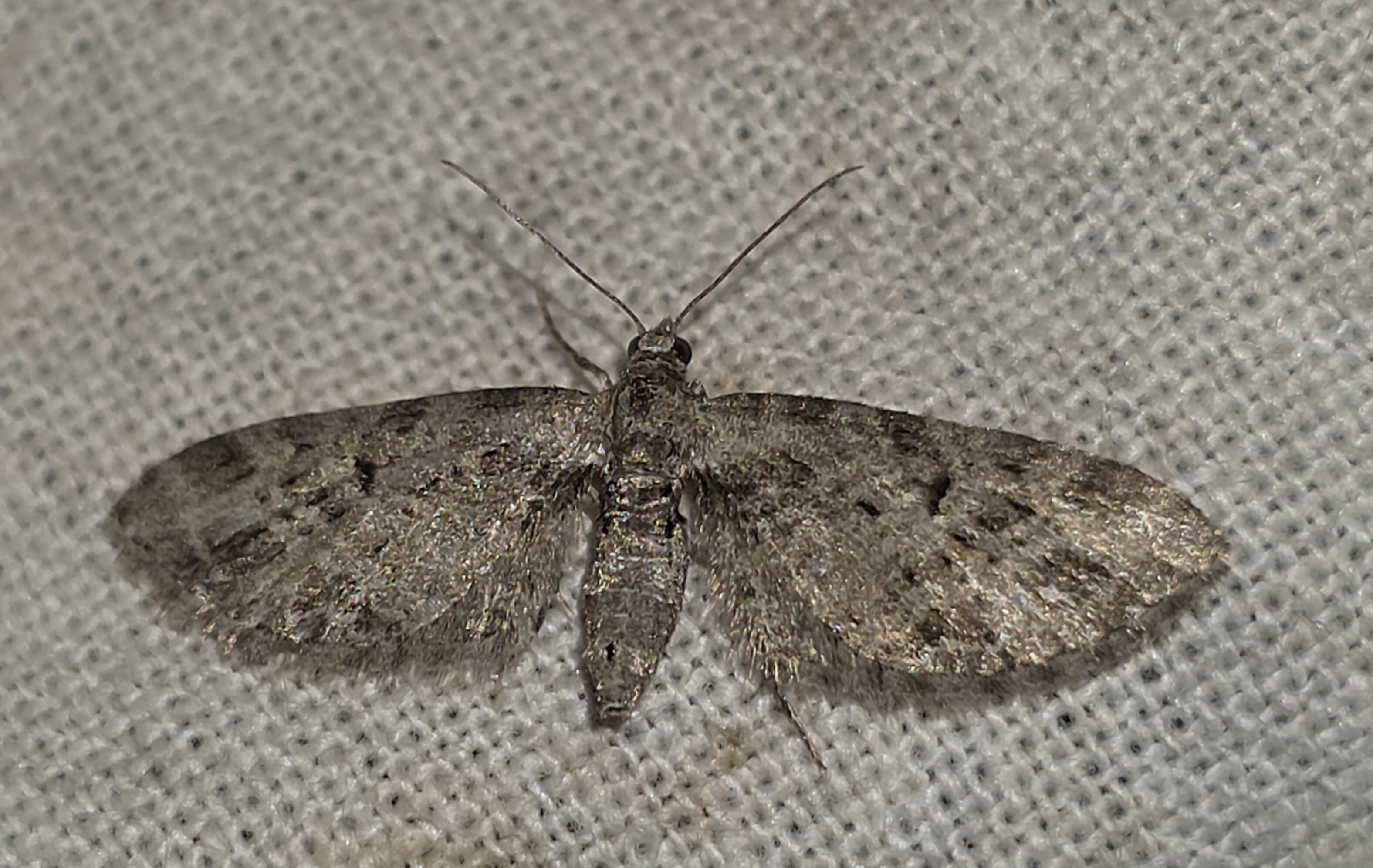 Eupithecia exiguata - sugaras törpearaszoló
