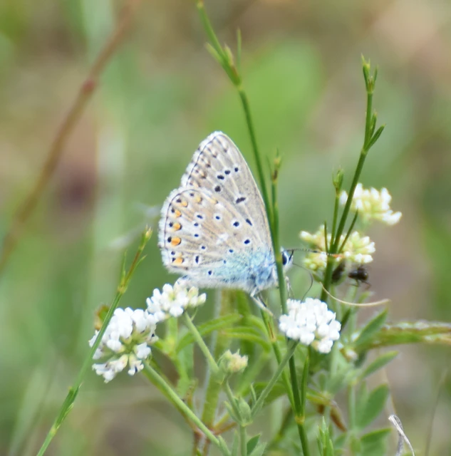 Polyommatus bellargus - égszínű boglárka