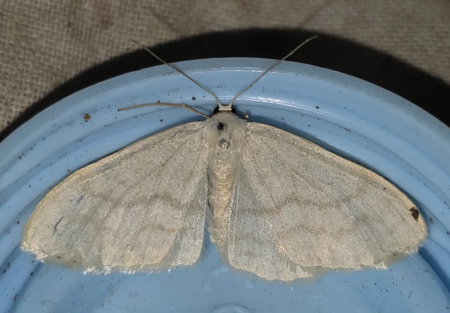 Scopula floslactata - tejfehér sávosaraszoló
