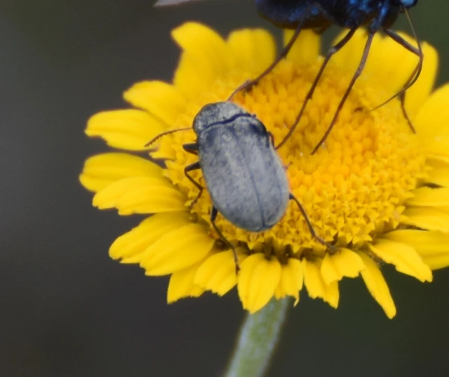 Mycterus tibialis - szőrös álzsizsik