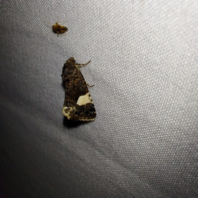 Tyta luctuosa - fekete nappalibagoly