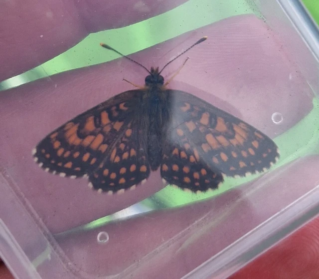 Melitaea aurelia - recés tarkalepke