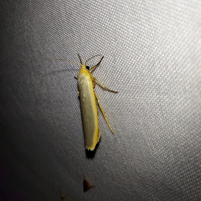 Eilema complana - közönséges zuzmószövő