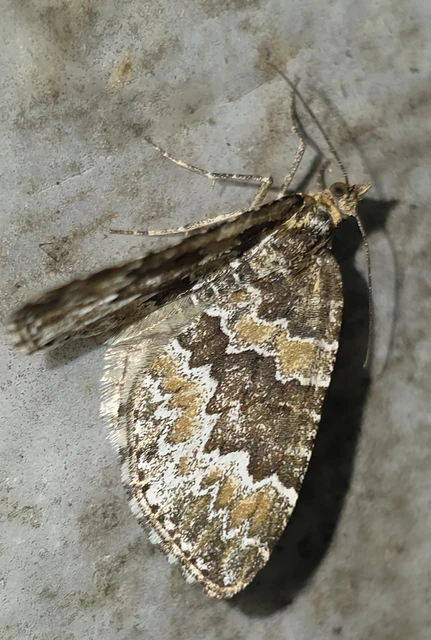 Electrophaes corylata - mogyoró-araszoló