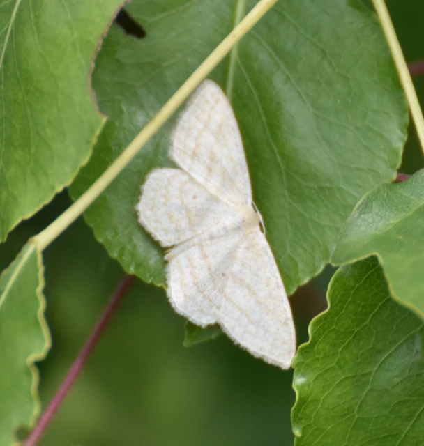 Scopula