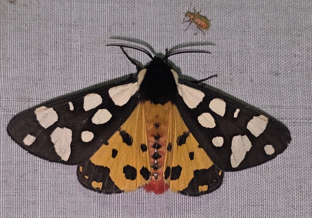 Arctia villica - fekete medvelepke