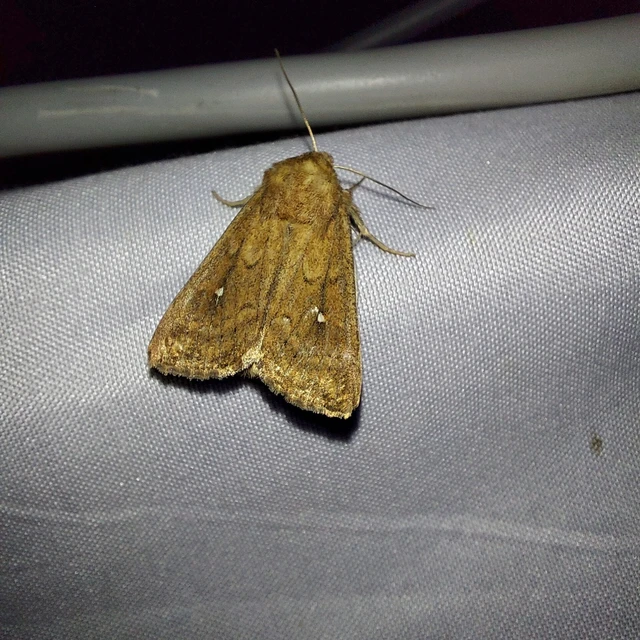 Mythimna albipuncta - fehérpettyes rétibagoly
