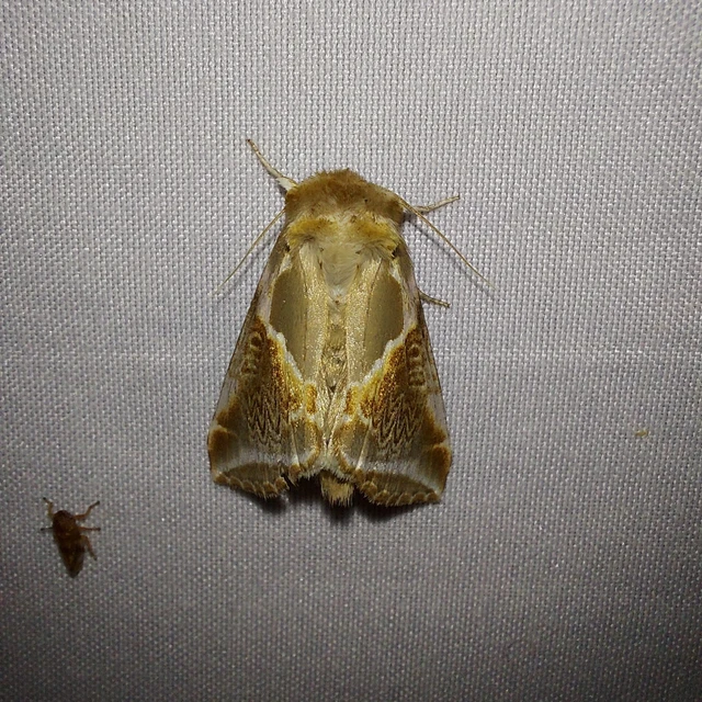 Habrosyne pyritoides - fehérsávos pihésszövő
