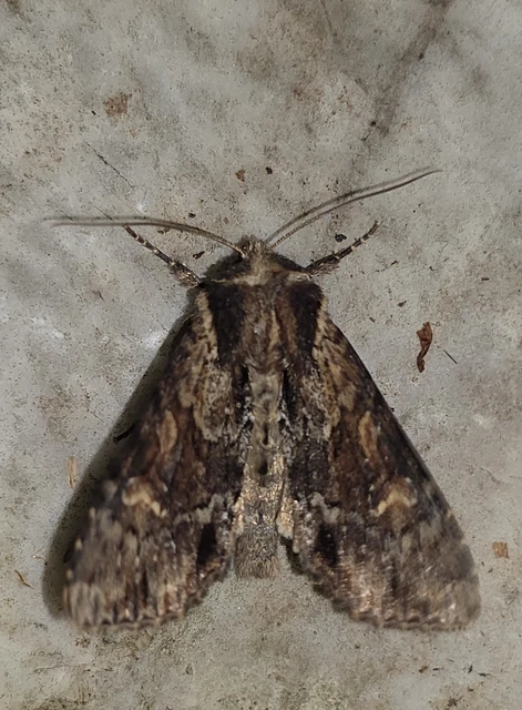 Apamea crenata - rozsdás dudvabagoly