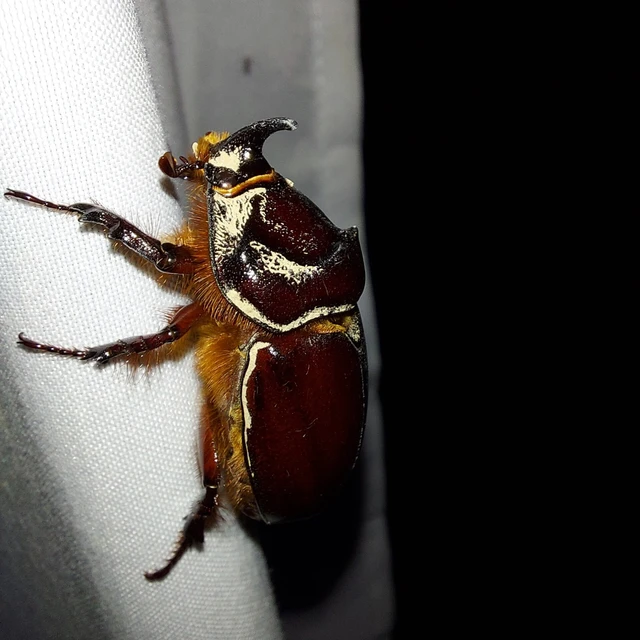 Oryctes nasicornis - orrszarvú bogár
