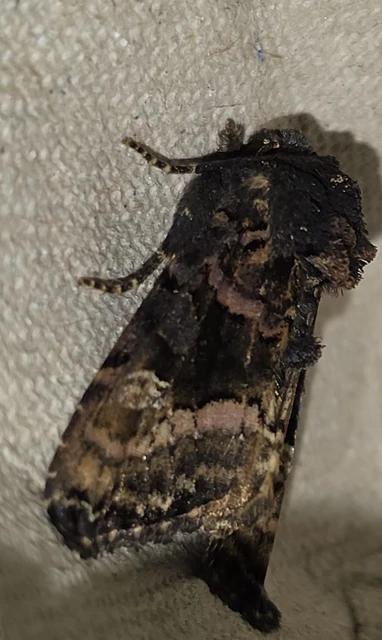 Euplexia lucipara - szeder-csipkésbagoly