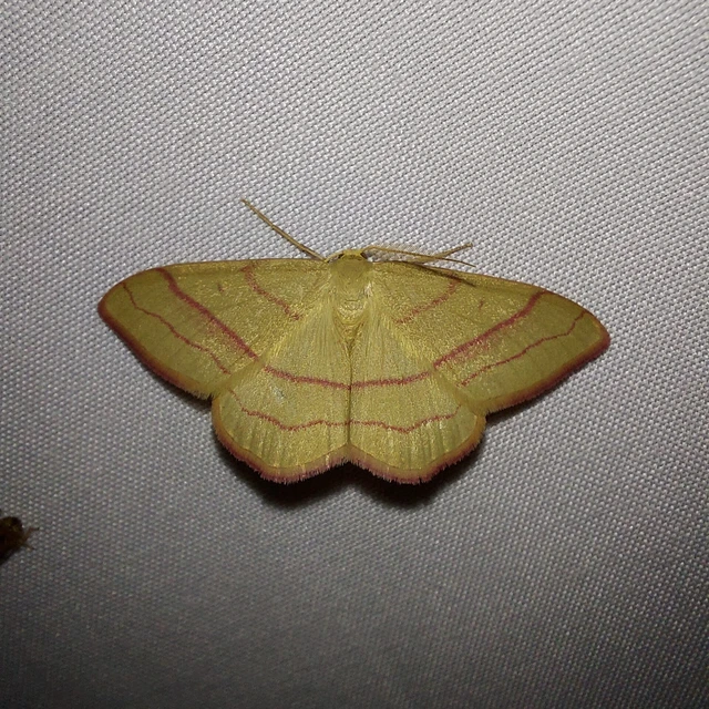 Rhodostrophia vibicaria - pirosszélű araszoló