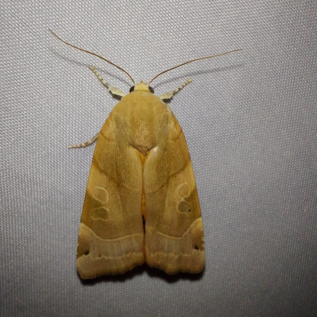 Noctua fimbriata - szélessávú sárgafűbagoly