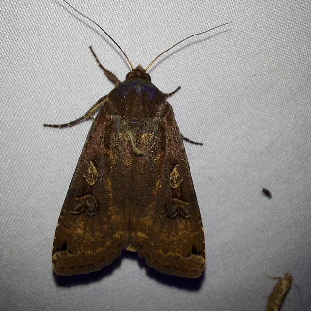 Noctua pronuba - nagy sárgafűbagoly