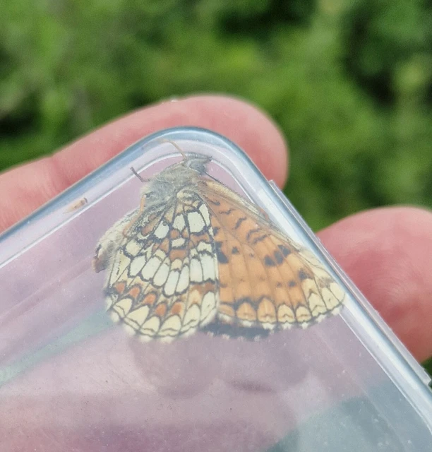 Melitaea athalia - közönséges tarkalepke