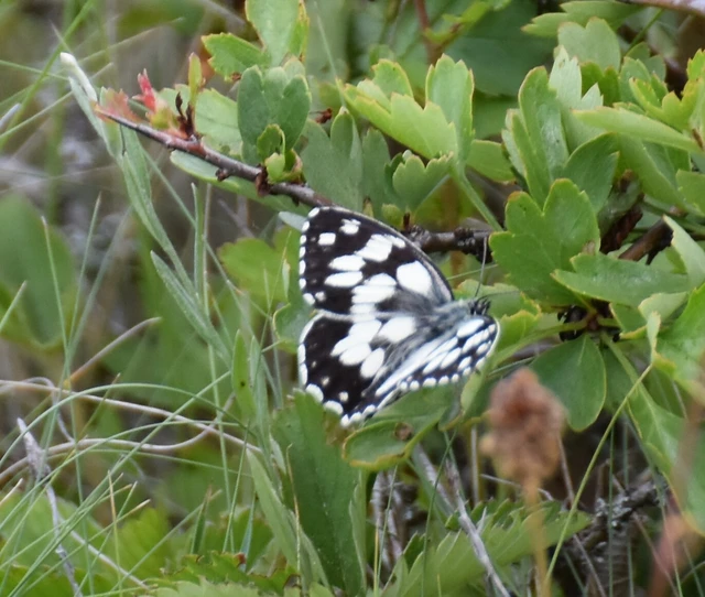 Melanargia galathea - sakktáblalepke