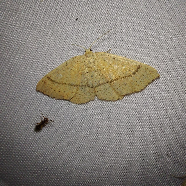 Cyclophora linearia - vonalas pettyesaraszoló