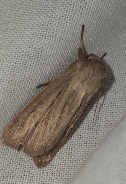 Mythimna pudorina - vörös rétibagoly