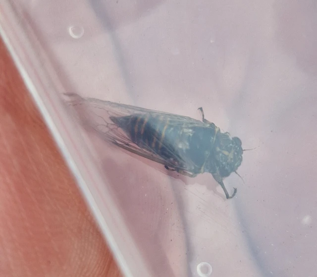Pagiphora annulata Pagiphora annulata