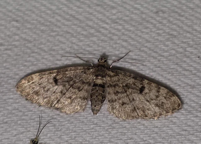 Eupithecia tantillaria - feketegyűrűs törpearaszoló