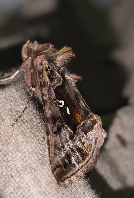 Autographa pulchrina - sötét aranybagoly