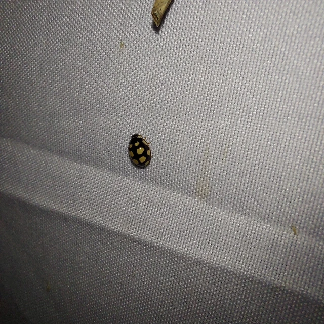 Oenopia lyncea agnata - bokorerdei katica