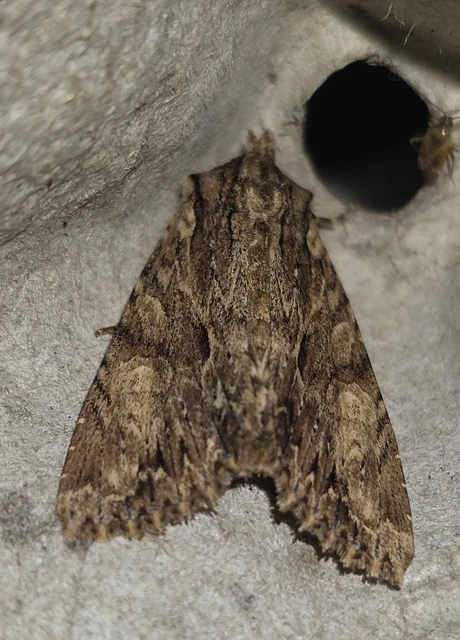 Apamea syriaca tallosi - Tallós dudvabaglya