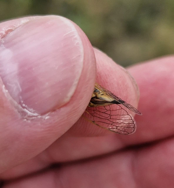 Cicadivetta tibialis