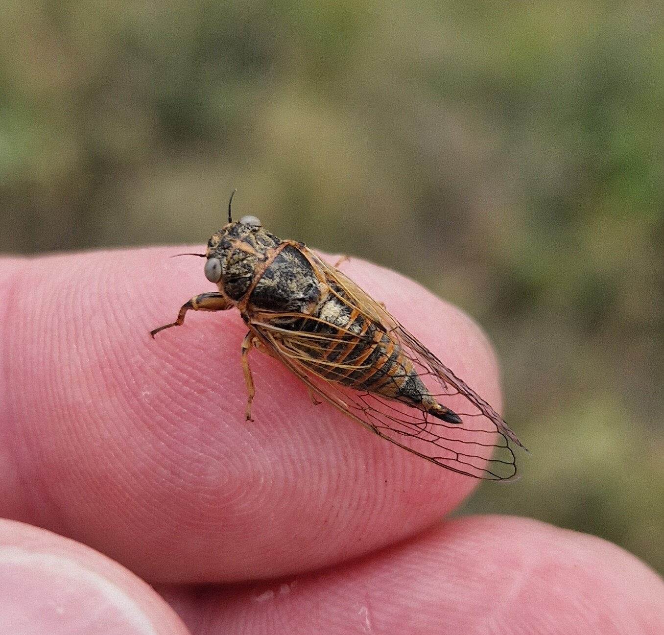 Cicadivetta tibialis