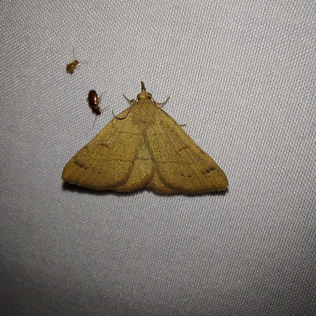 Paracolax tristalis - sárgás karcsúbagoly