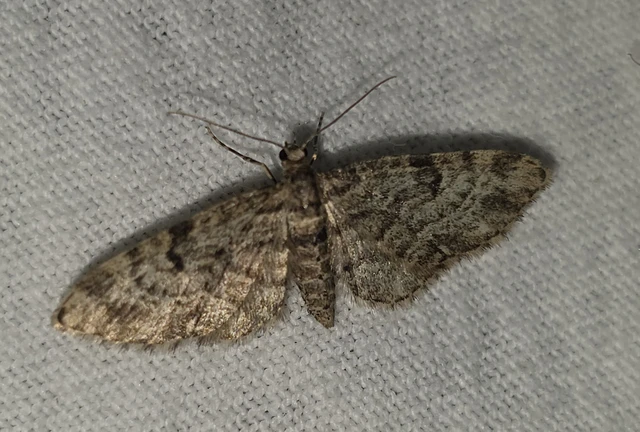 Eupithecia tantillaria - feketegyűrűs törpearaszoló