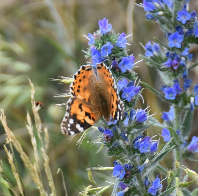 Vanessa cardui - bogáncslepke