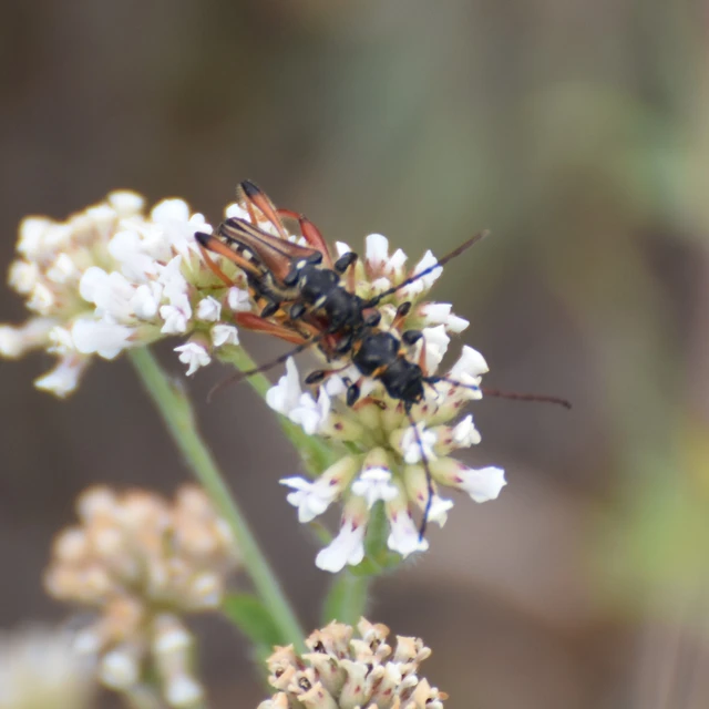 Stenopterus rufus - tarkacsápú keskenyfedőscincér