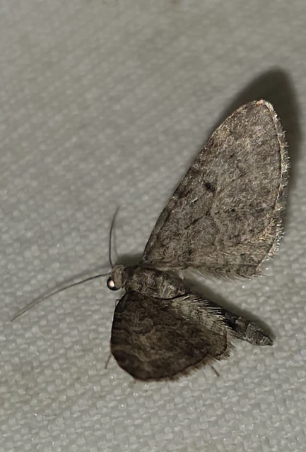 Eupithecia subfuscata - magaskórós-törpearaszoló