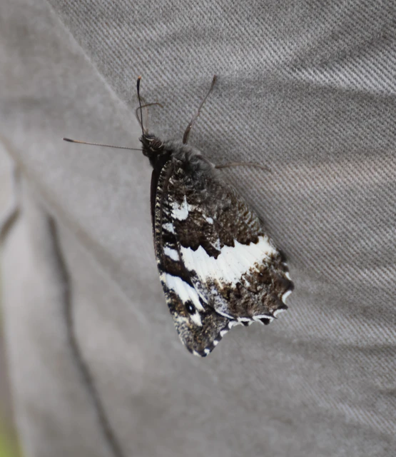 Brintesia circe - fehéröves szemeslepke