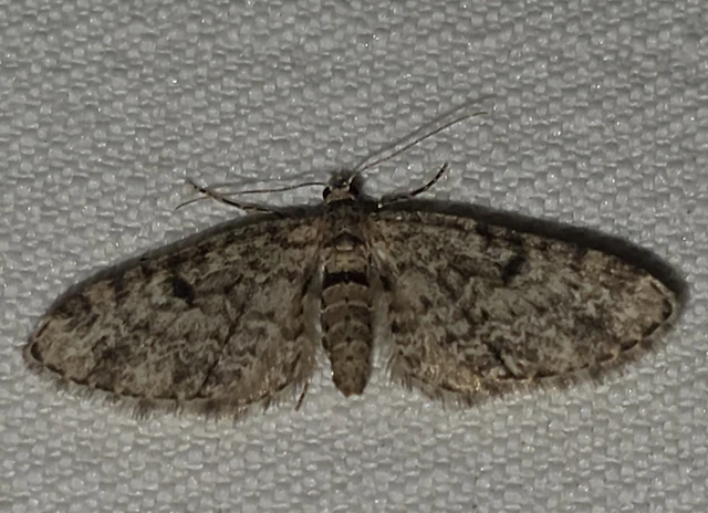 Eupithecia tantillaria - feketegyűrűs törpearaszoló