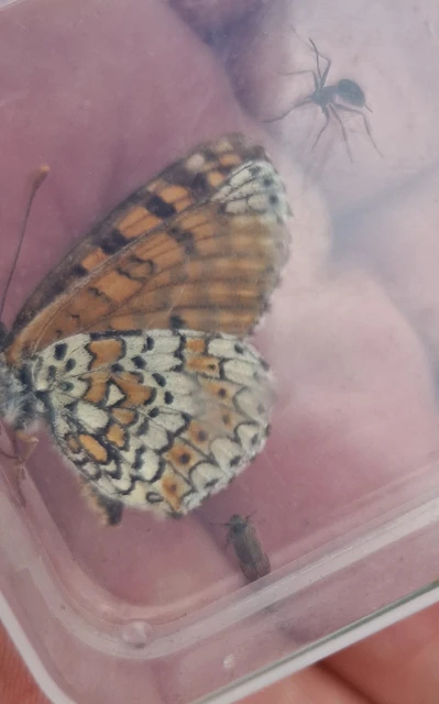 Melitaea cinxia - réti tarkalepke