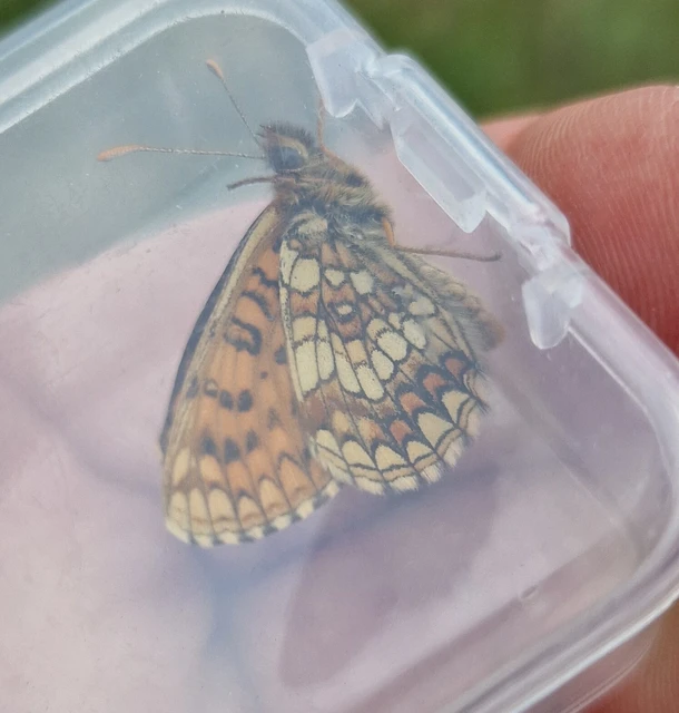 Melitaea aurelia - recés tarkalepke