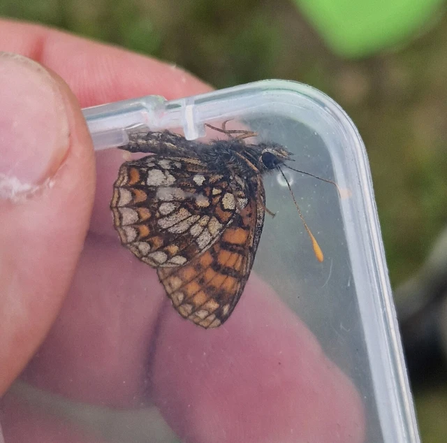 Melitaea aurelia - recés tarkalepke
