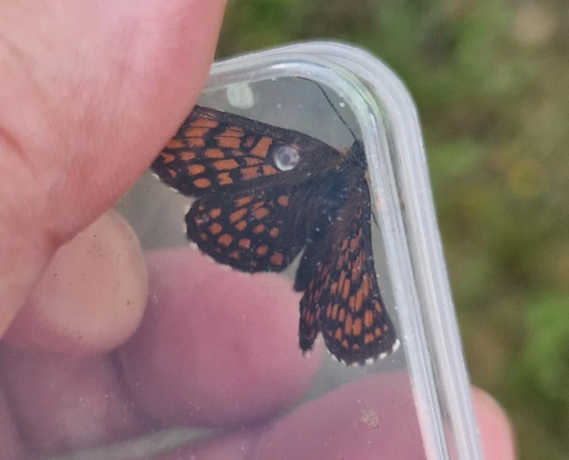 Melitaea aurelia - recés tarkalepke