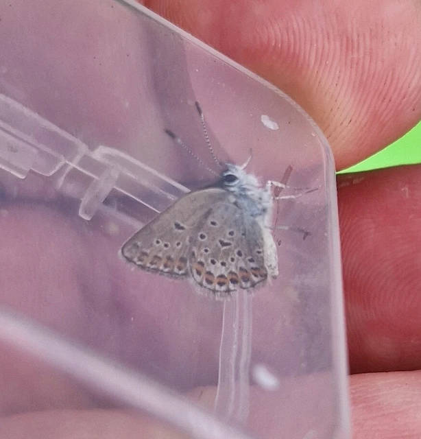 Plebejus idas - északi boglárka