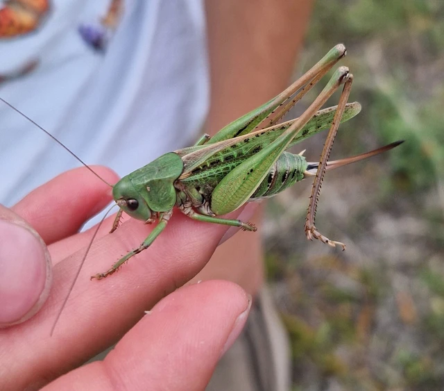 Decticus verrucivorus - szemölcsevő szöcske Decticus verrucivorus - szemölcsevő szöcske